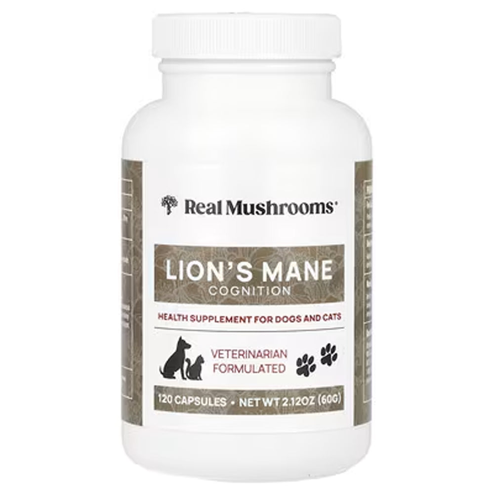 Lion's Mane